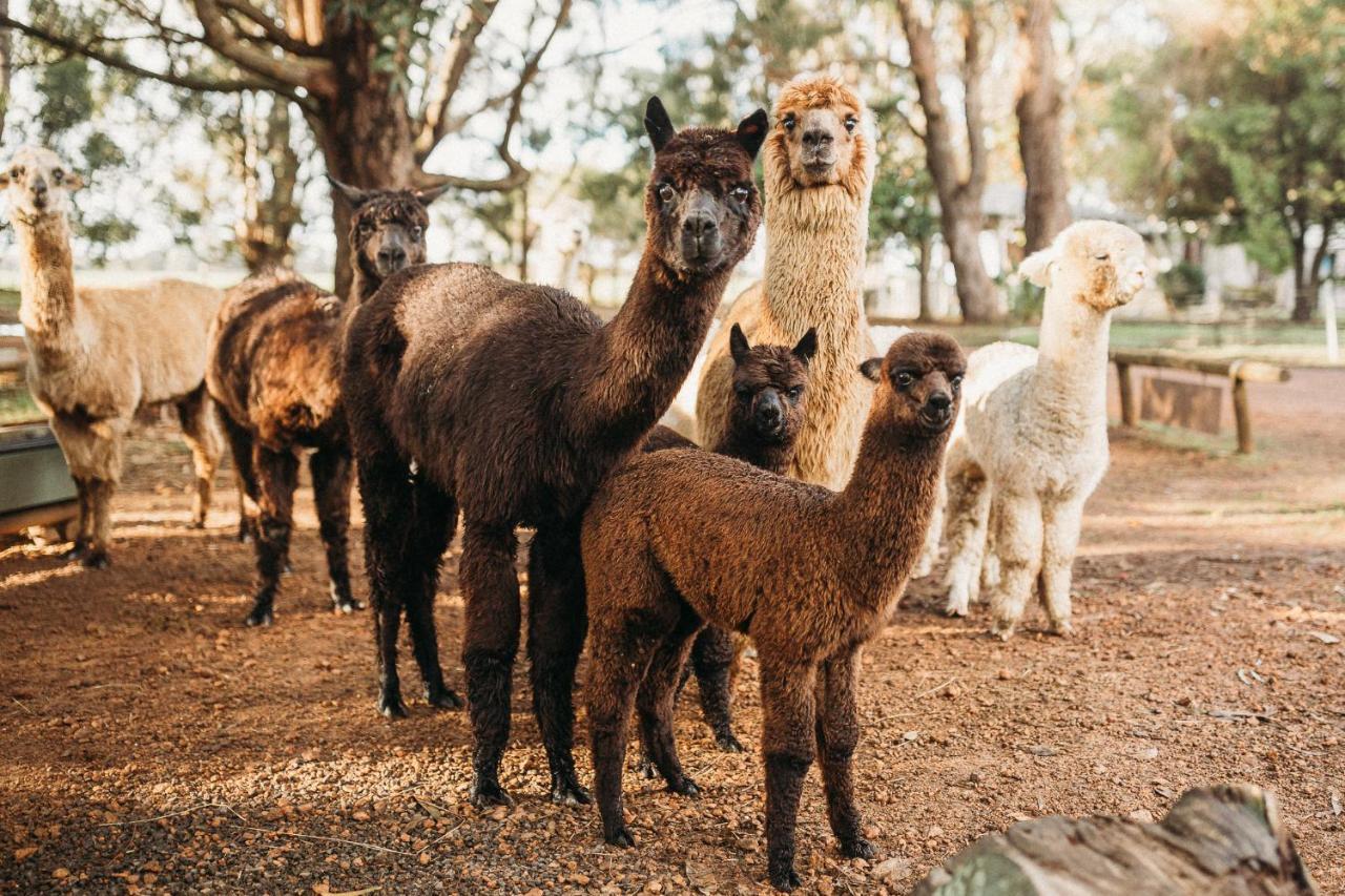 Margaret River Holiday Cottages Esterno foto