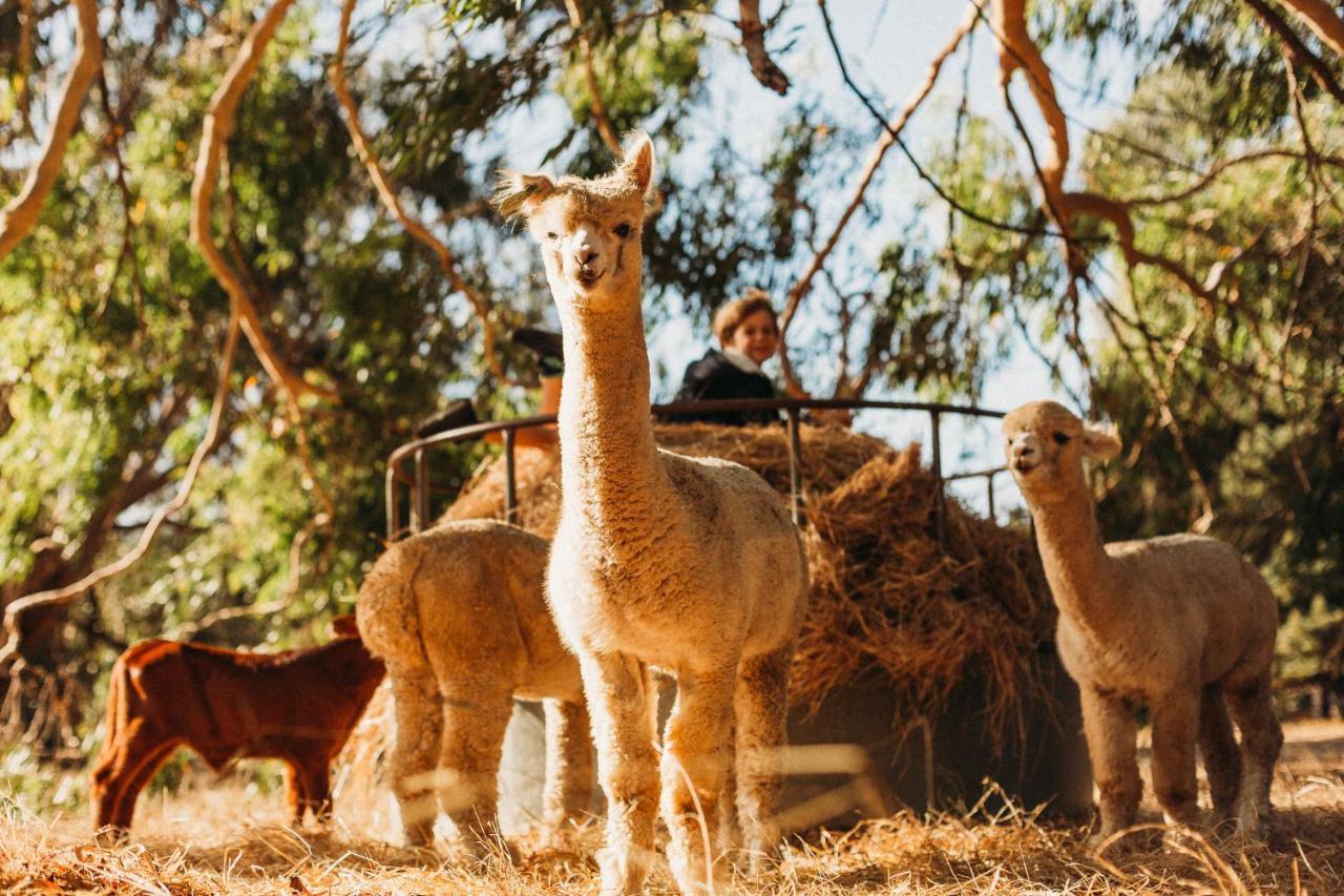 Margaret River Holiday Cottages Esterno foto