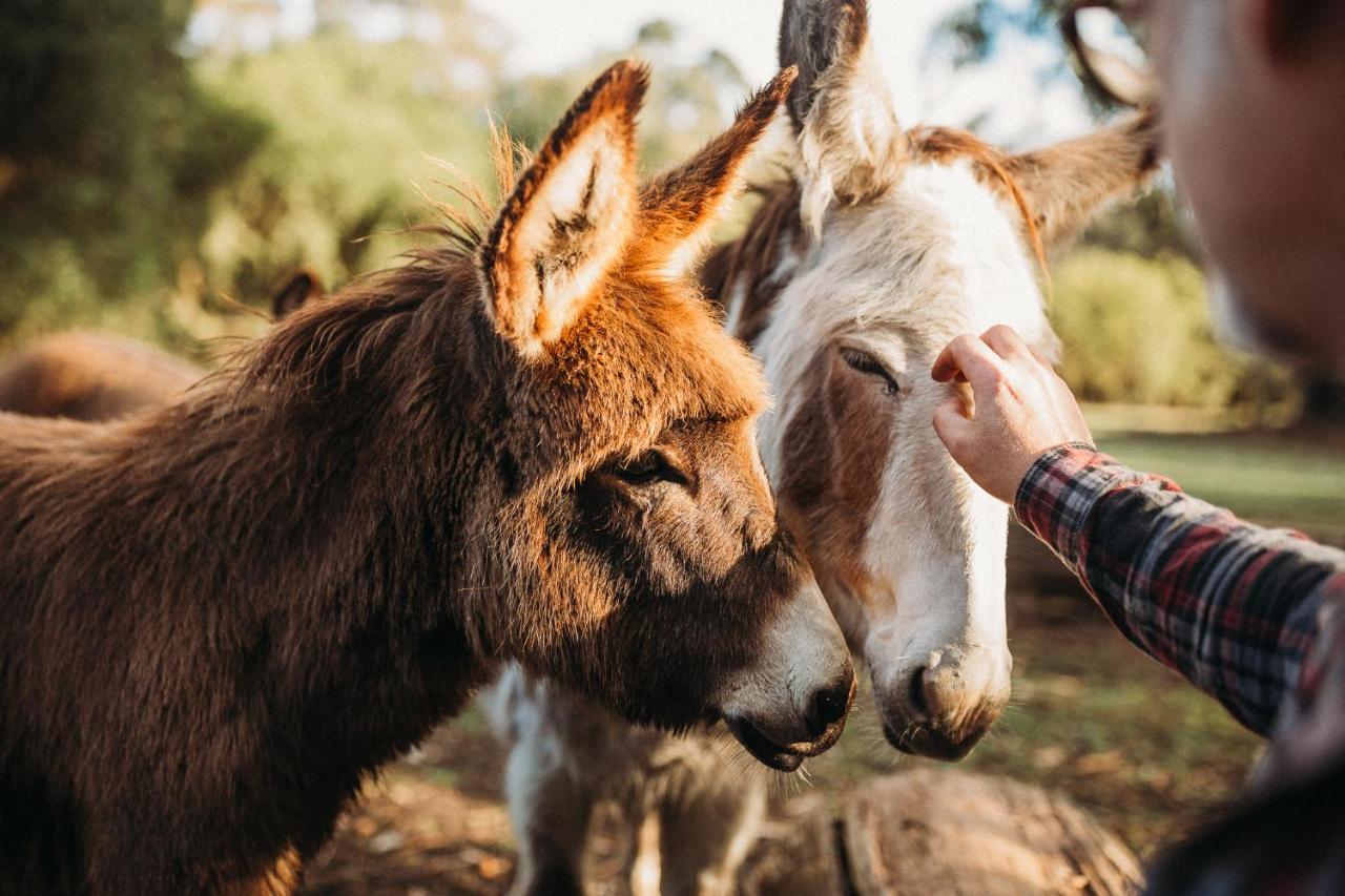 Margaret River Holiday Cottages Esterno foto