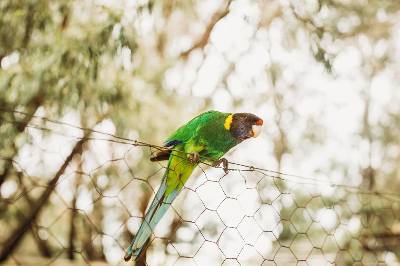 Margaret River Holiday Cottages Esterno foto