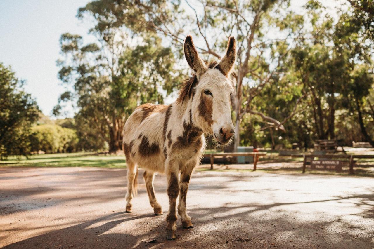 Margaret River Holiday Cottages Esterno foto