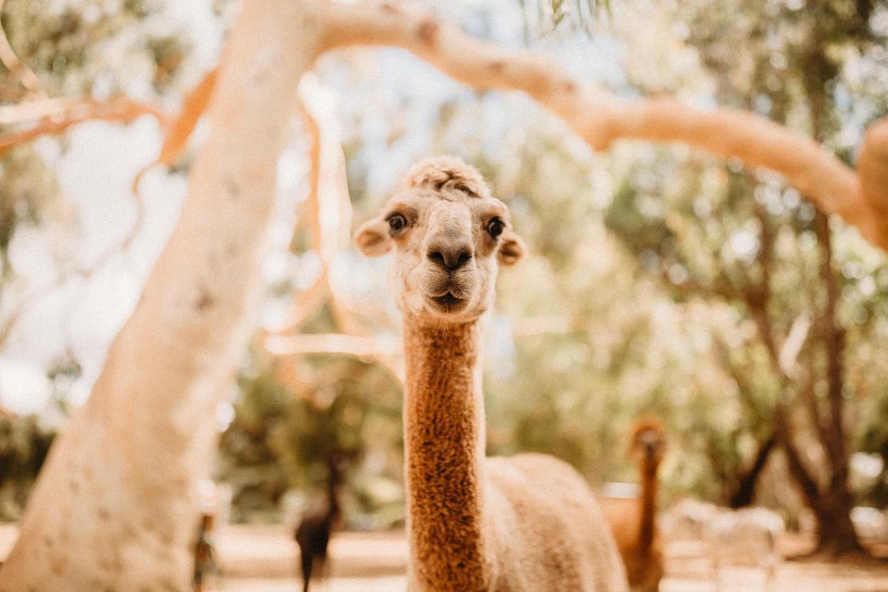 Margaret River Holiday Cottages Esterno foto