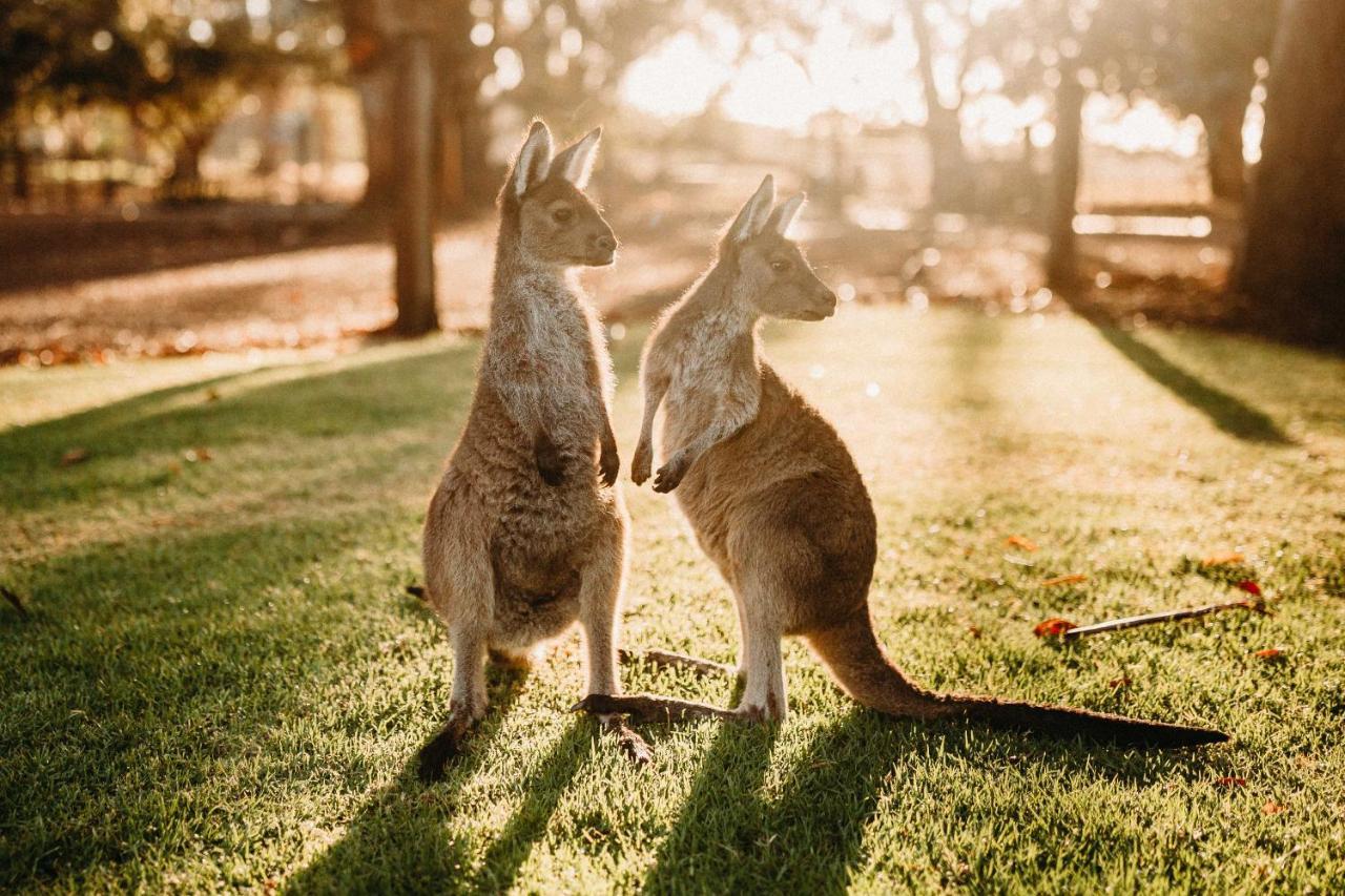 Margaret River Holiday Cottages Esterno foto