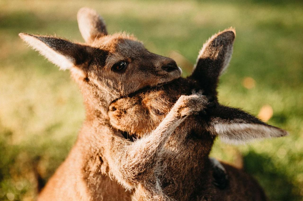Margaret River Holiday Cottages Esterno foto