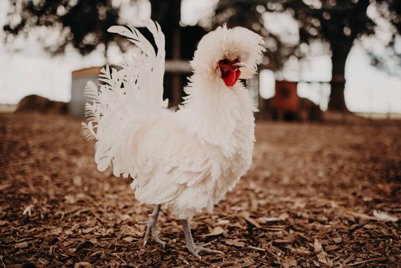 Margaret River Holiday Cottages Esterno foto