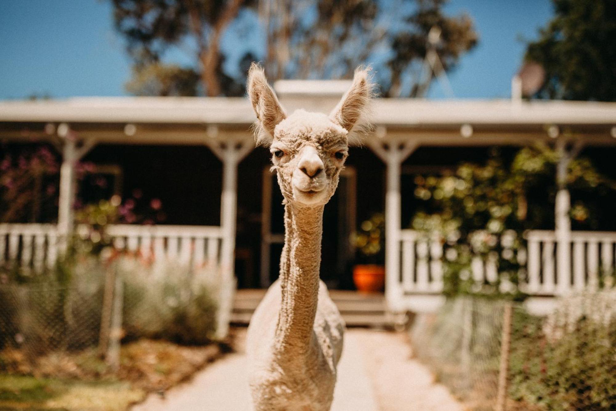 Margaret River Holiday Cottages Esterno foto
